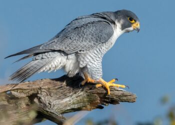 उदंती-सीतानदी में दिखा दुनिया का सबसे तेज़ उड़ने वाला पक्षी पेरेग्रीन फाल्कन